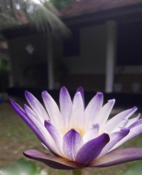 Nethu villa